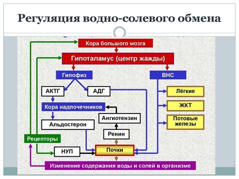 Роль осадка в живом организме