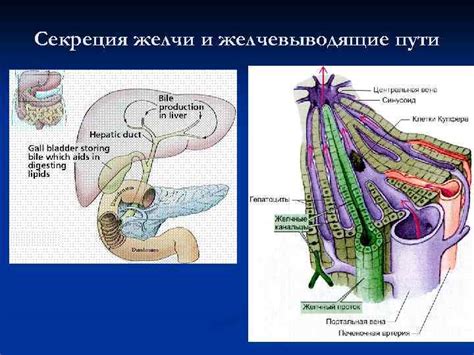 Роль печени в образовательном процессе