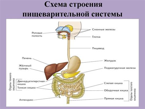 Роль пищеварительной системы