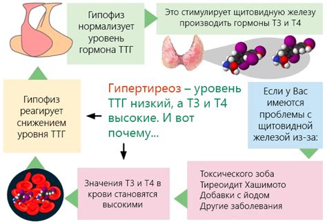 Роль правильного питания в процессе восстановления функций щитовидной железы