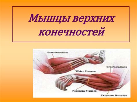 Роль правильного питания и полноценного сна в развитии трехглавой мышцы верхних конечностей
