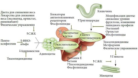 Роль применения тюбажа при жировой инфильтрации печени: эффективность и преимущества