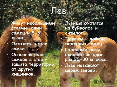 Роль самцов в стаде