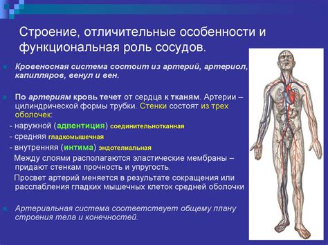 Роль сосудов в образовании синовиальной жидкости
