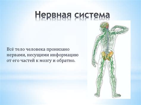 Роль стремлений в жизнедеятельности организма