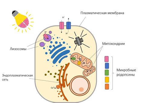 Роль структурных белков в образовании клеточных органелл