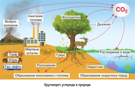 Роль углекислого газа в клетках