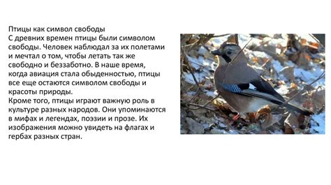 Роль человека в поддержании спокойствия птиц