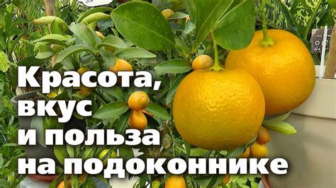 Российские регионы с благоприятными условиями для выращивания цитрусовых
