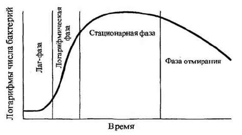 Рост бактерий и формирование запахов