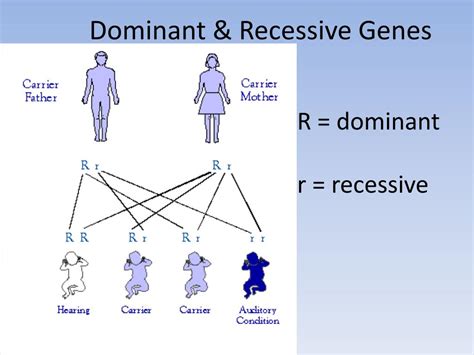 Рolle of recessive and dominant genes in the development of multiple sclerosis