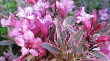 Садовая культура вейгелы