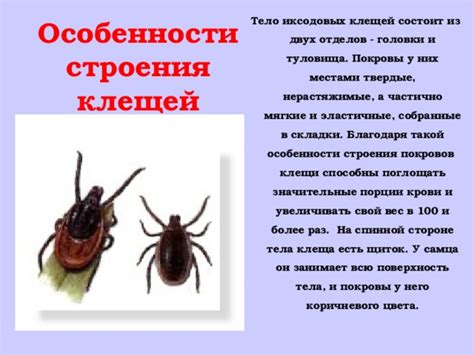 Самостоятельный осмотр тела на клещей