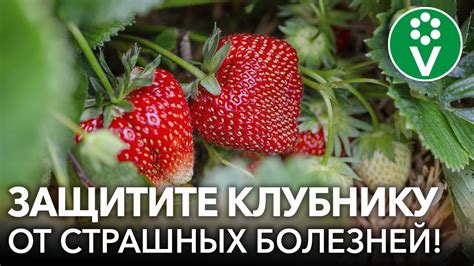 Самые опасные насекомые для клубники