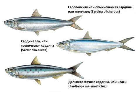 Сардина и сардинелла: основные различия