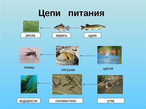 Сверхсила взаимосвязей: как функционируют пищевые цепи в природе
