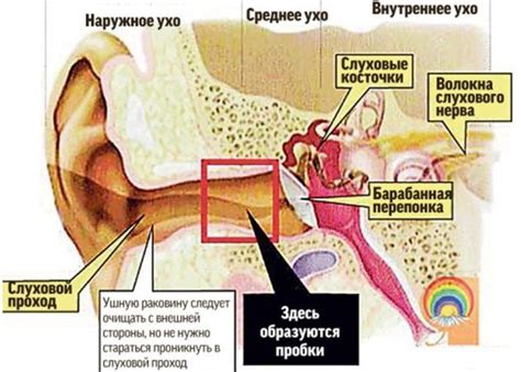 Связь зуда в ушах с нервной системой