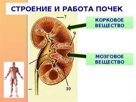 Связь между дискомфортом в области почек и ощущениями в прямой кишке