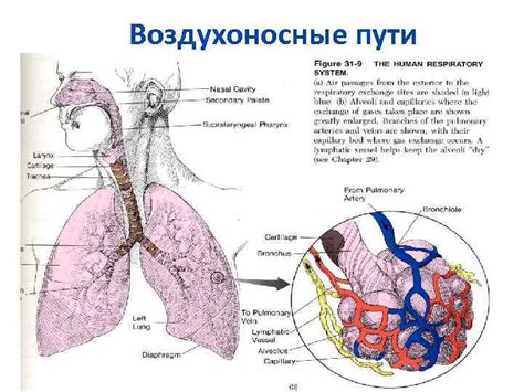 Связь между заболеванием легких и проблемами с дыханием