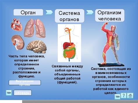 Связь метаболизма с функционированием органов и систем организма