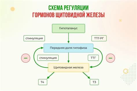 Связь патологий щитовидной железы и повышения уровня тиреотропного гормона у ребенка