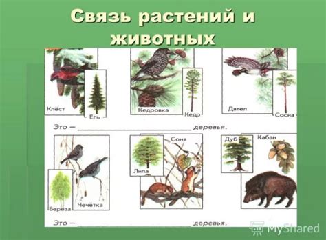 Связь с природой и животными
