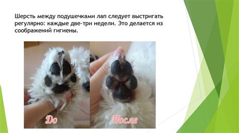 Сезонные аспекты ухода за лапами вашей собаки