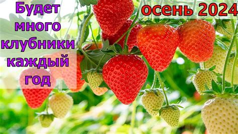 Сезонные особенности полива клубники в сентябре-октябре и советы по уходу