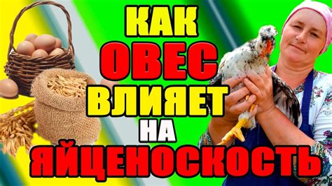 Сезон на яйценоскость