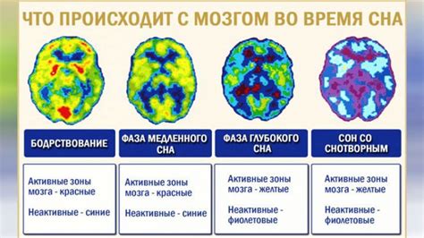 Секреты мозга во время сна