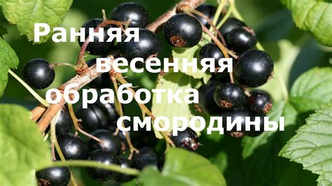 Секреты создания прекрасных кустов смородины