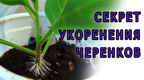Секреты укоренения черенков