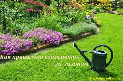 Секреты ухода за газоном на глине