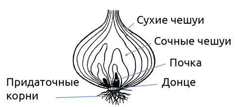 Секреты чистки духовки с помощью картофеля и луковицы