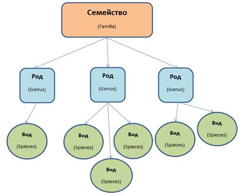 Семейство и род