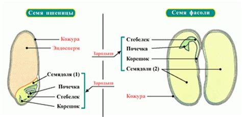 Семена и растения