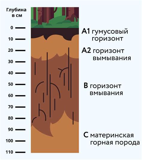 Семья кленов и их уникальные характеристики