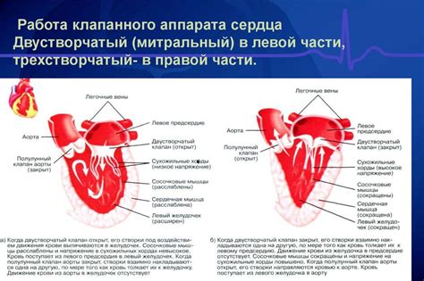 Сердце как центральный орган