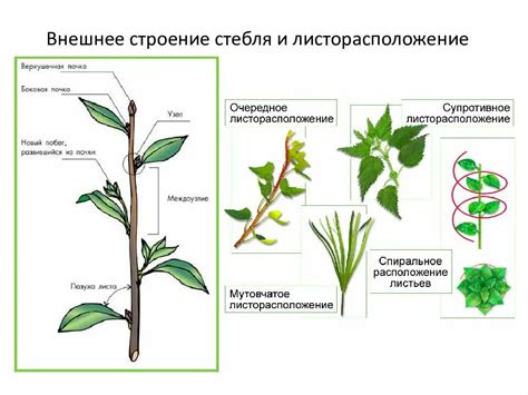 Сечение стеблей и увеличение срока жизни цветов