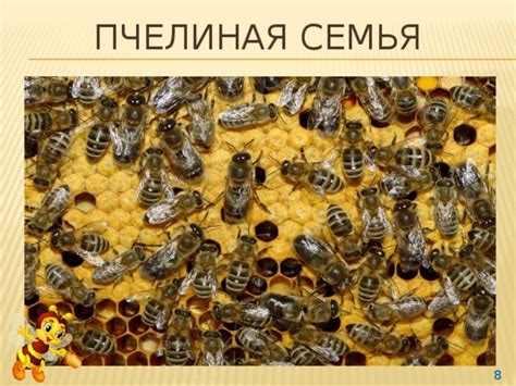 Сила связи с природой через мир пчел