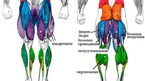 Силовые тренировки для развития мышц ног и улучшения прыжковой высоты