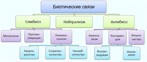 Симбиоз и мутуализм: взаимодействие в природе