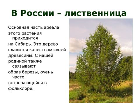 Символизм березы в фольклоре