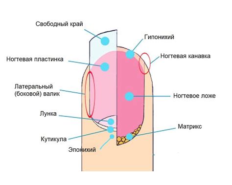 Симптомы и причины вросшего ногтя