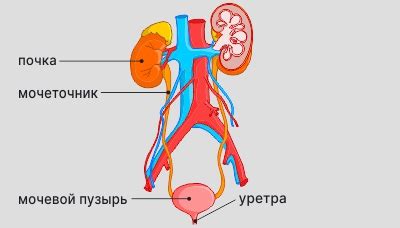 Симптомы и причины появления красной мочи у двухлетнего ребенка