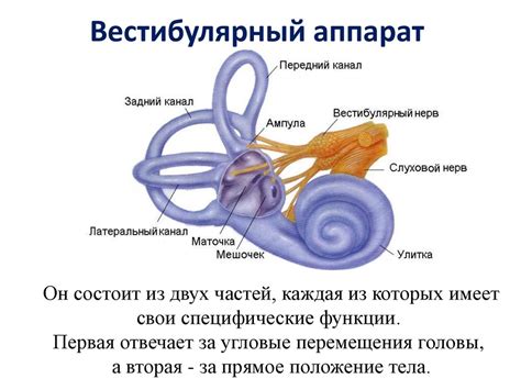 Симптомы нарушения вестибулярного аппарата