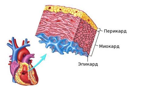 Симптомы нарушения метаболических процессов в миокарде на ЭКГ