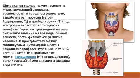 Симптомы нарушения эндокринной системы у женщин