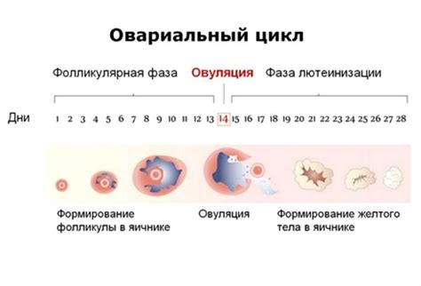 Симптомы овуляции у женщин