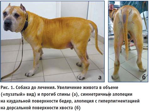 Синдром Кушинга у собак